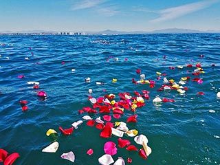 Rose petals floating on the ocean