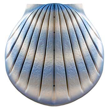 Sea Shell Urn for water scattering